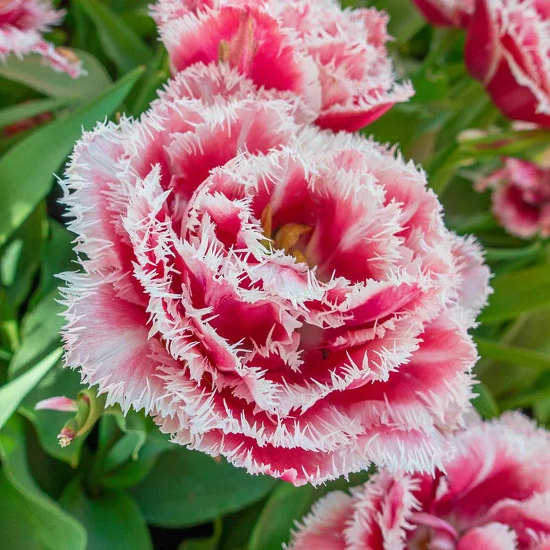 Brest Tulip - Breck's Flower Bulbs