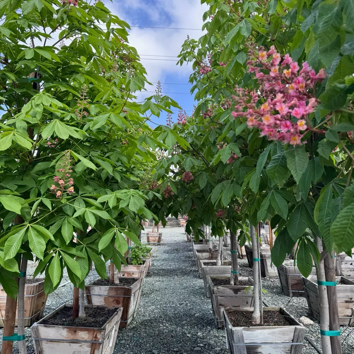Briotii Red Horse Chestnut