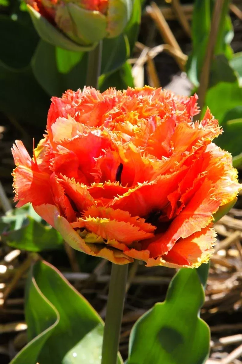 Brisbane - Tulip Bulbs