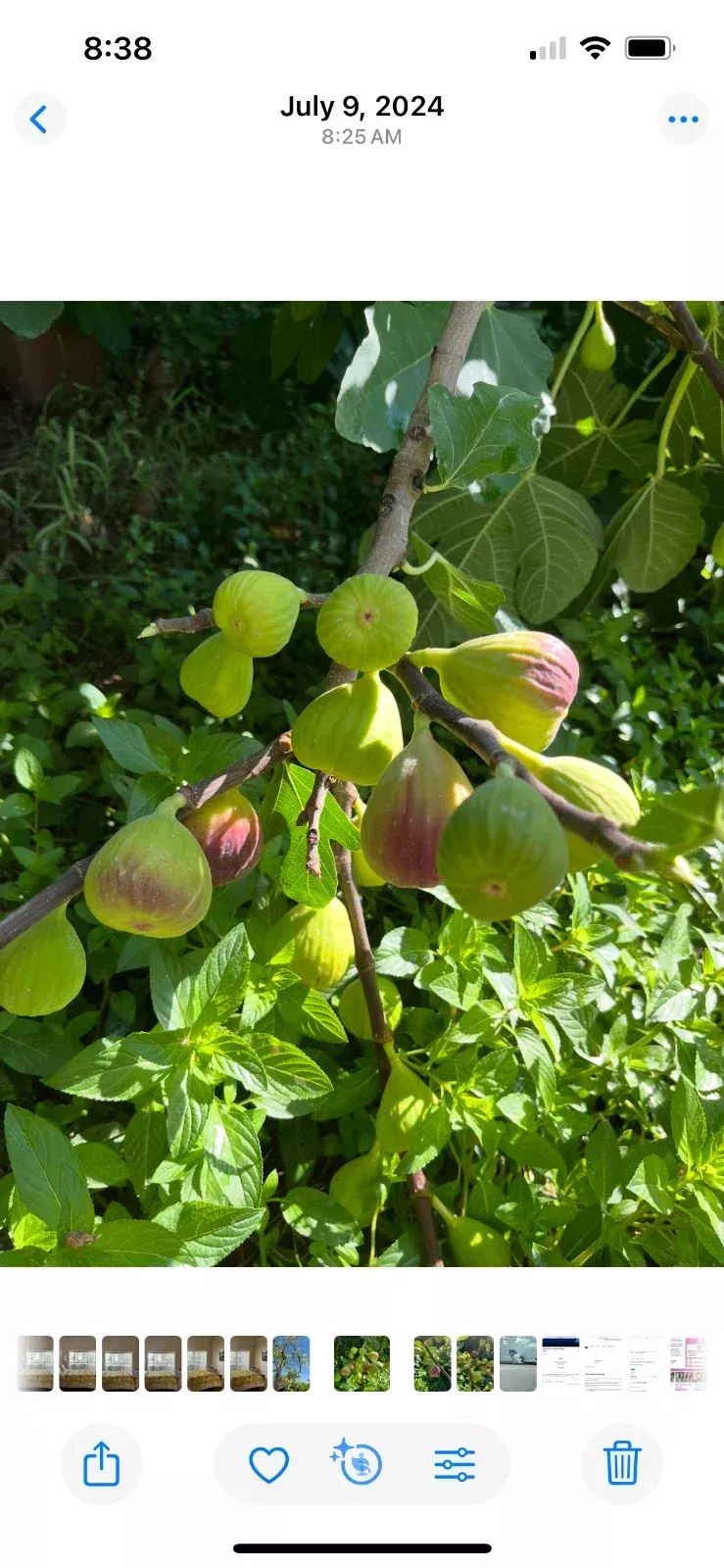 Brown Turkey Fig Cuttings - 5 Pieces, 8-9 Inches, 4 Nodes - Ficus carica