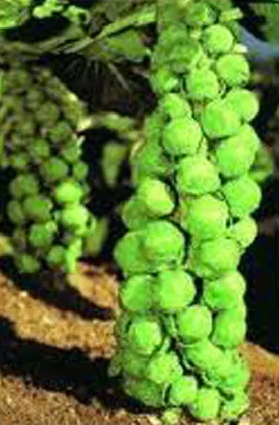 Brussels Sprouts Seeds, Heirloom Churchill Variety, Early Maturing, Brassica oleracea, 25+ Seeds for Home Garden