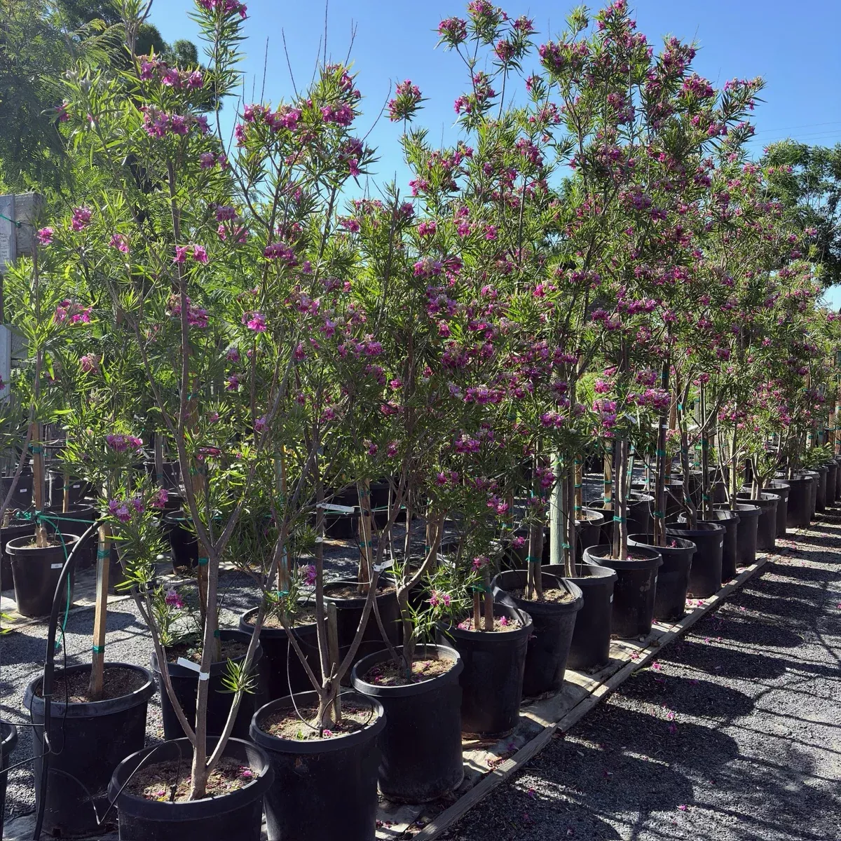 Bubba Desert Willow