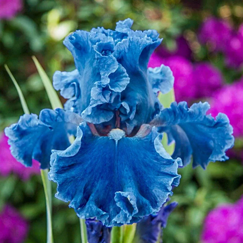 Bubbling Waves Ruffled Iris - Breck's Flower Bulbs