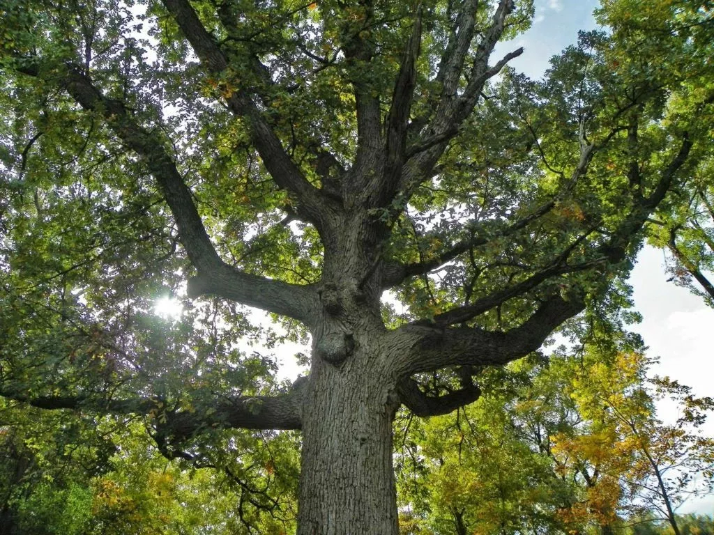 Bur Oak Tree 9-12