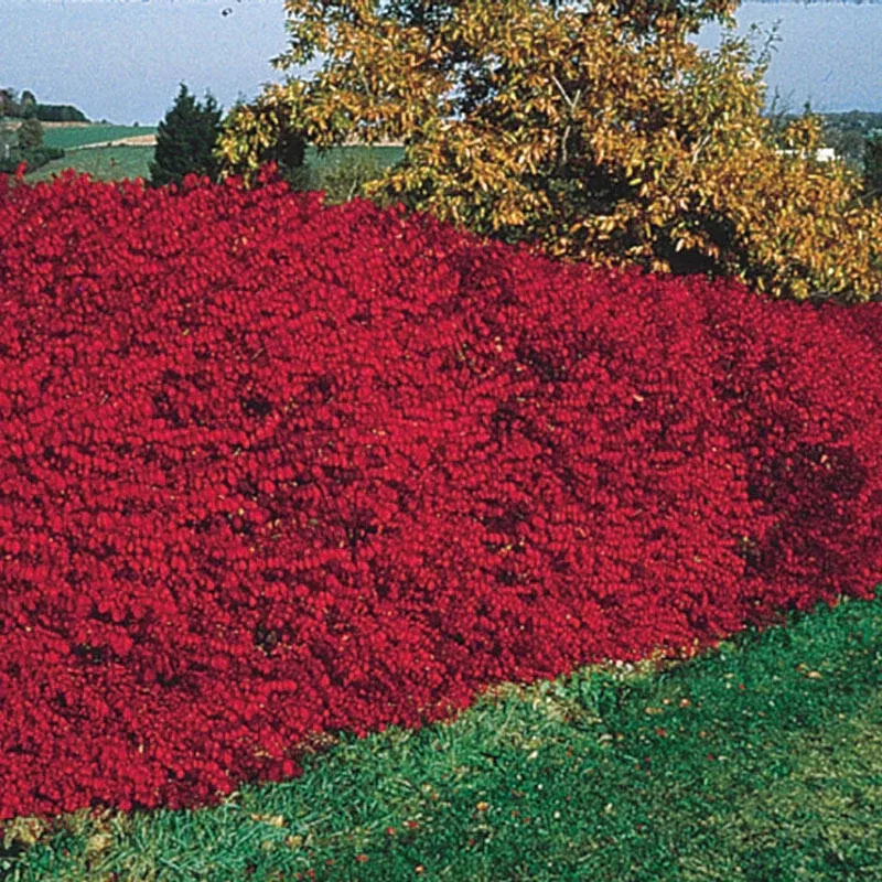 Burning Bush Hedge - Breck's Flower Bulbs