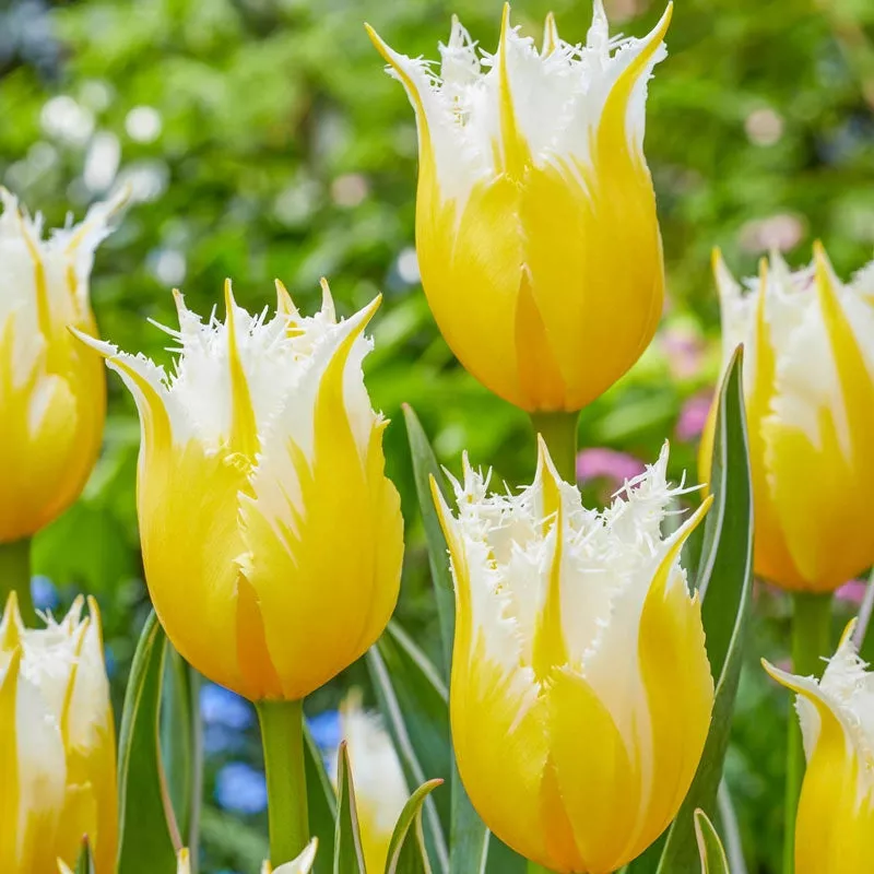 Burning Flame Tulip - Breck's Flower Bulbs