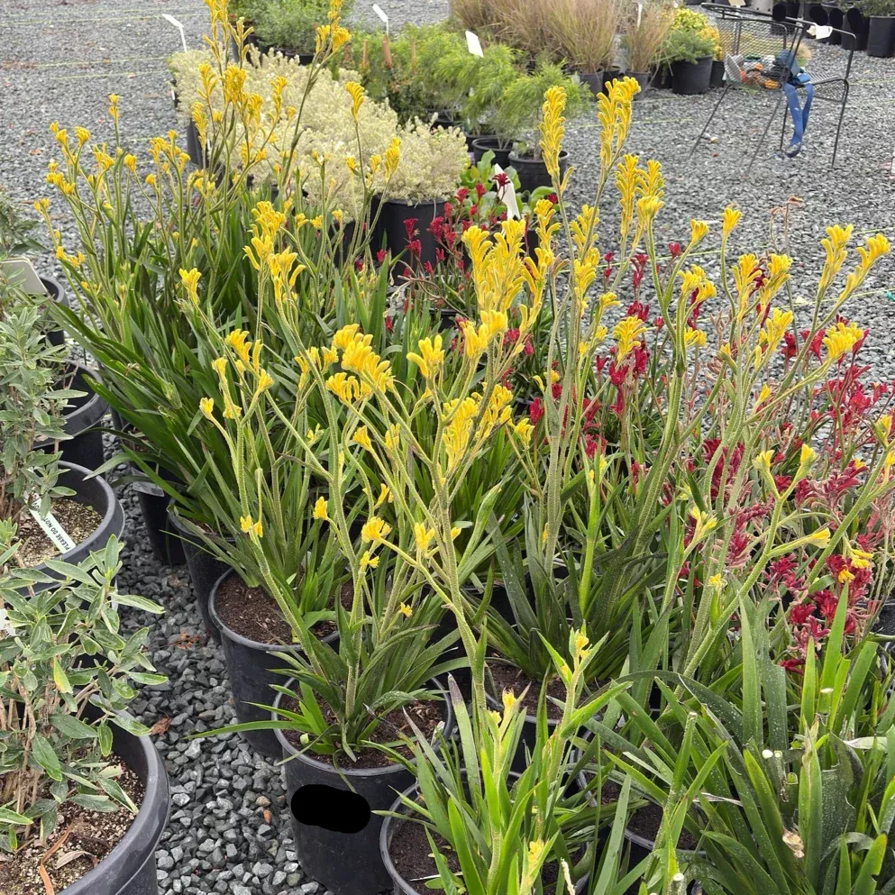 Bush Gold Kangaroo Paw