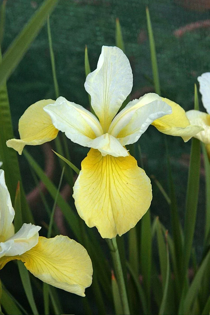 Butter and Sugar - Iris Bulbs