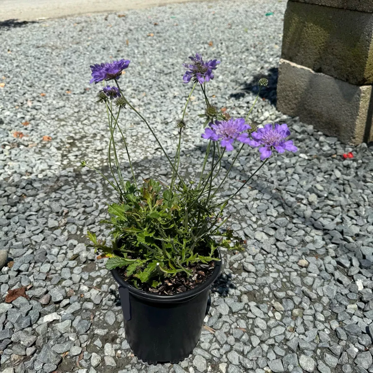 Butterfly Blue Pincushion Flower