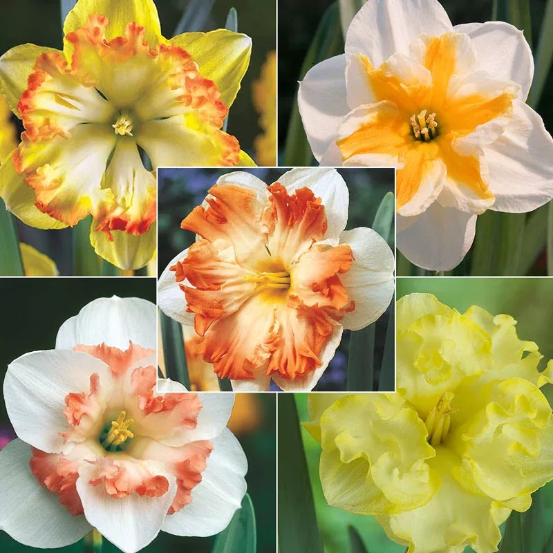 Butterfly-Daffodil Collection - Breck's Flower Bulbs