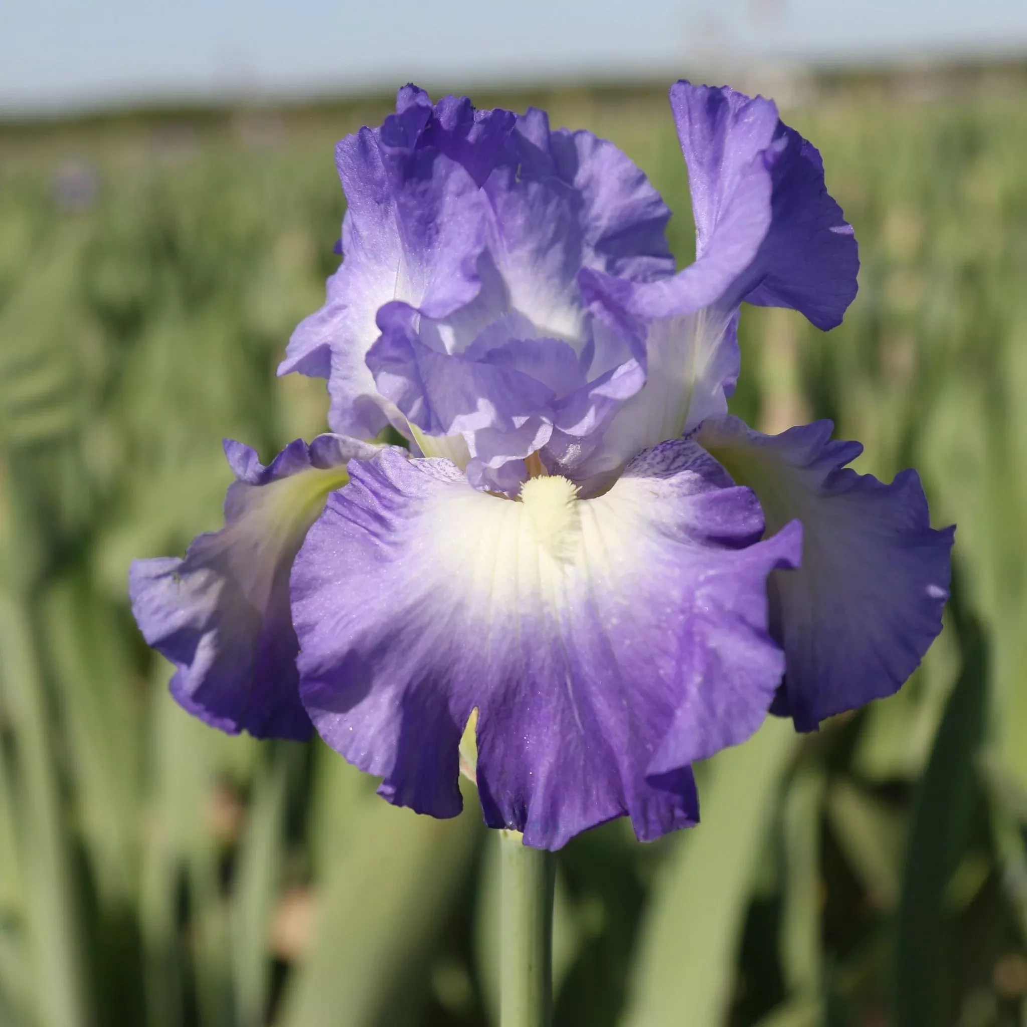Buy your Bearded Iris City Light online