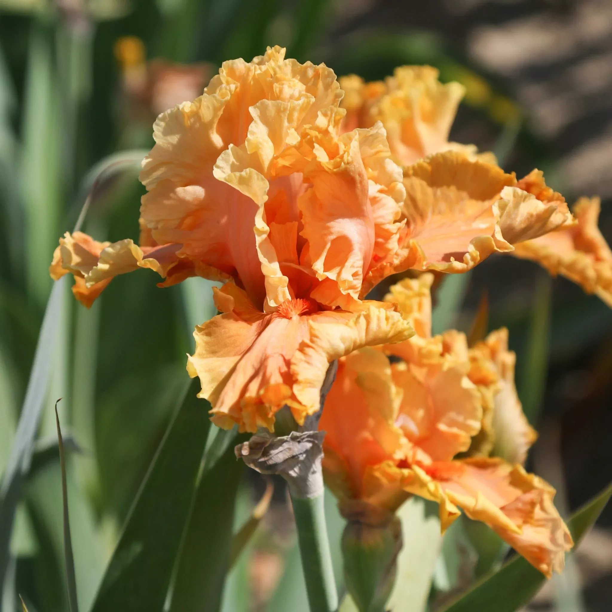 Buy your Bearded Iris Cordoba online