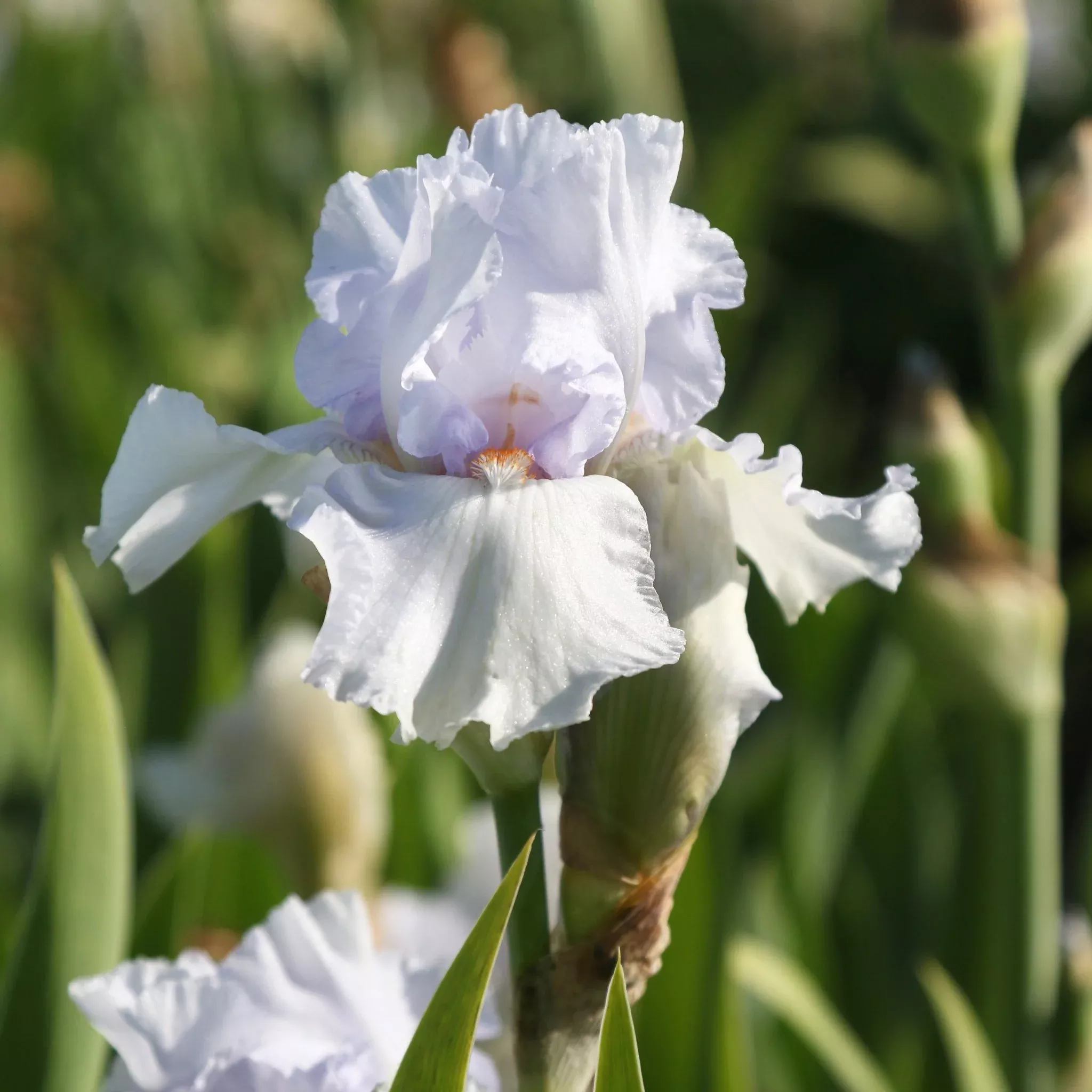 Buy your Bearded Iris Lupita's Pride online