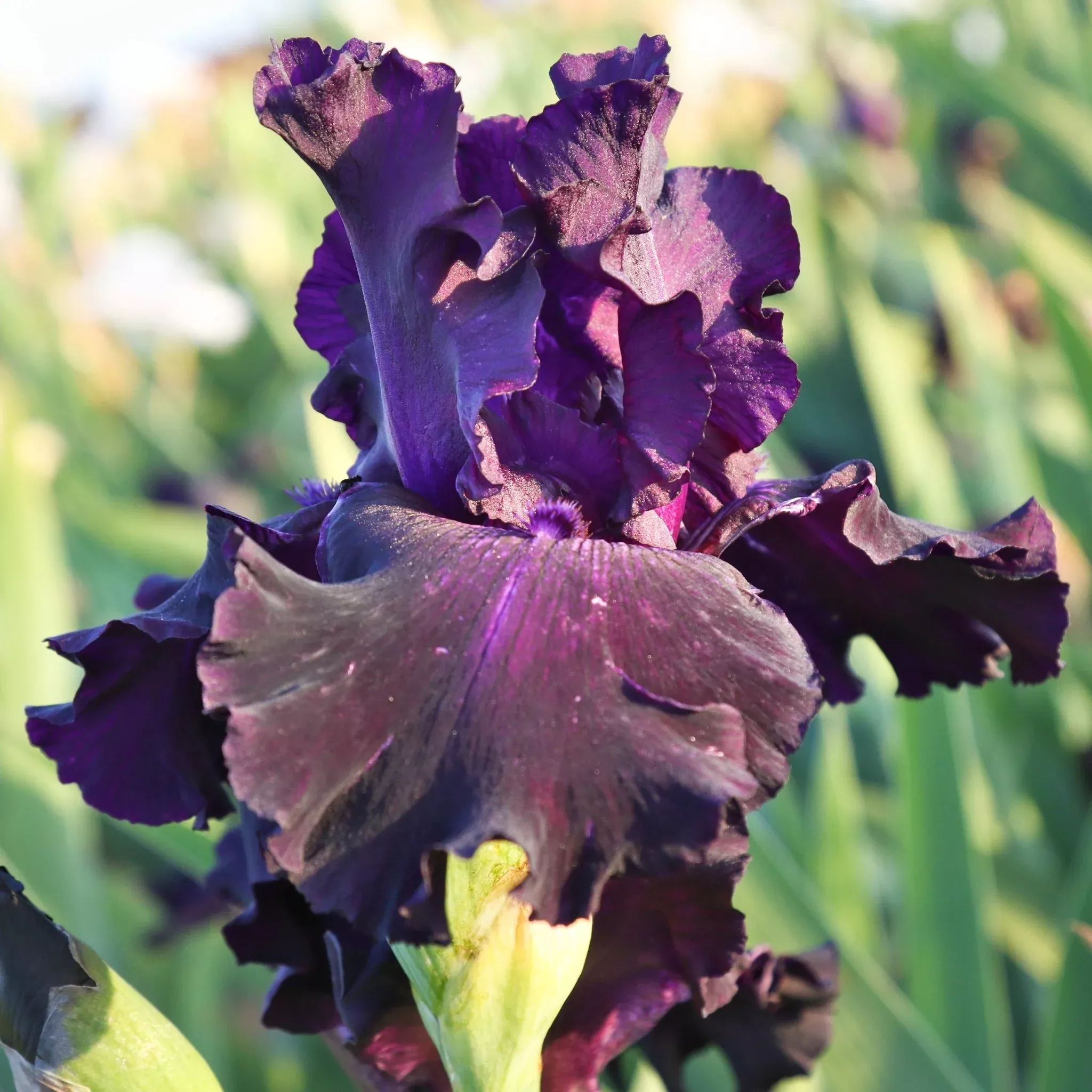 Buy your Bearded Iris Ozark Rebounder online