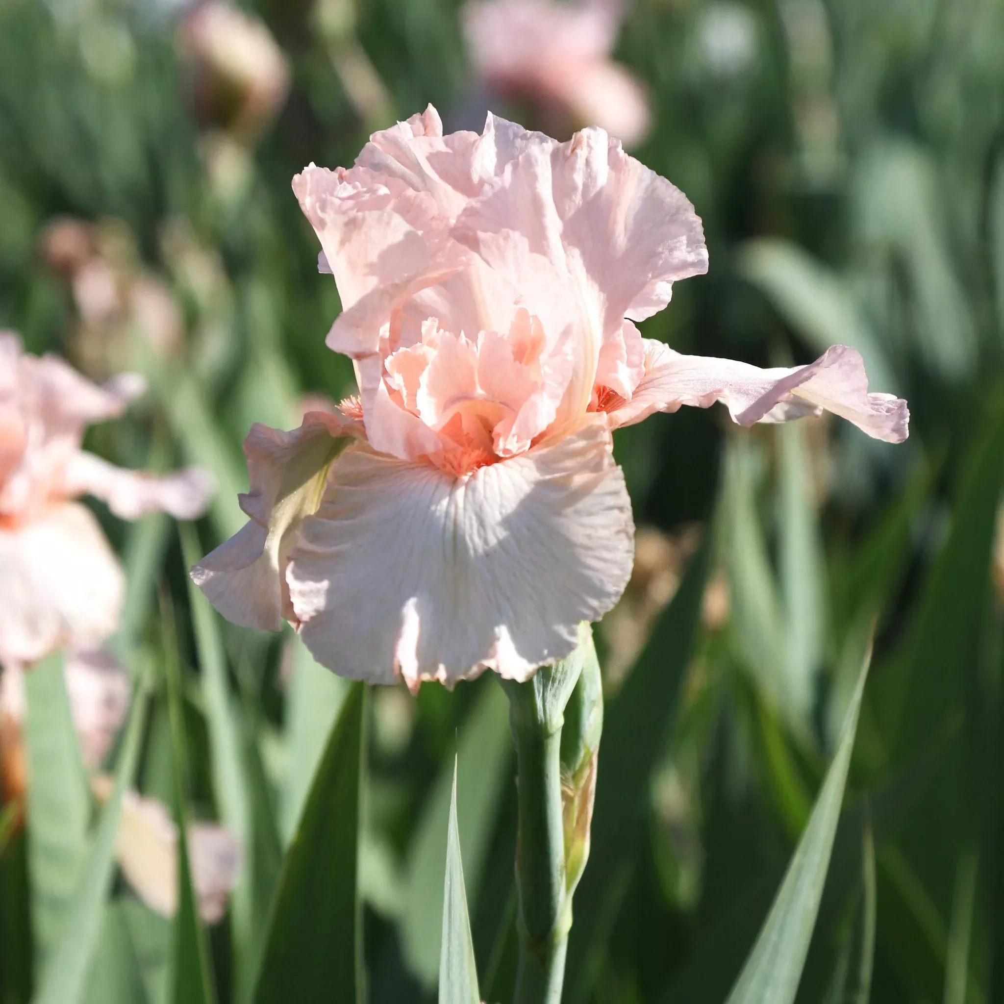 Buy your Bearded Iris Pink Attraction online
