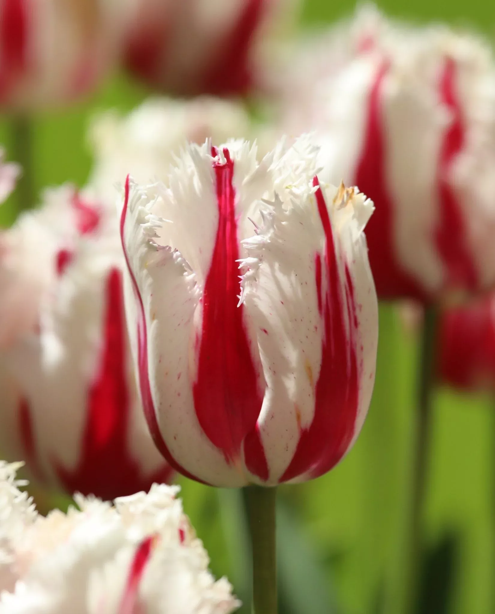 Buy your Burning Fire Fringed Tulip bulbs
