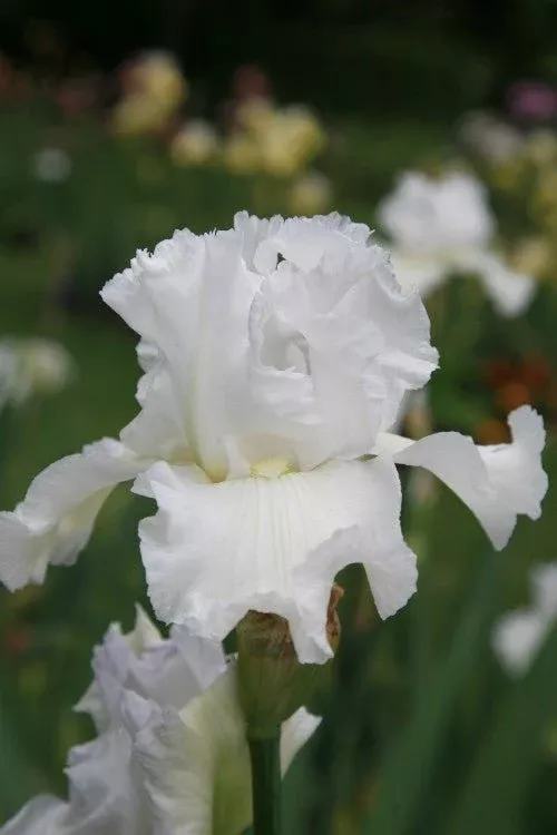 Buy your Immortality Bearded Iris