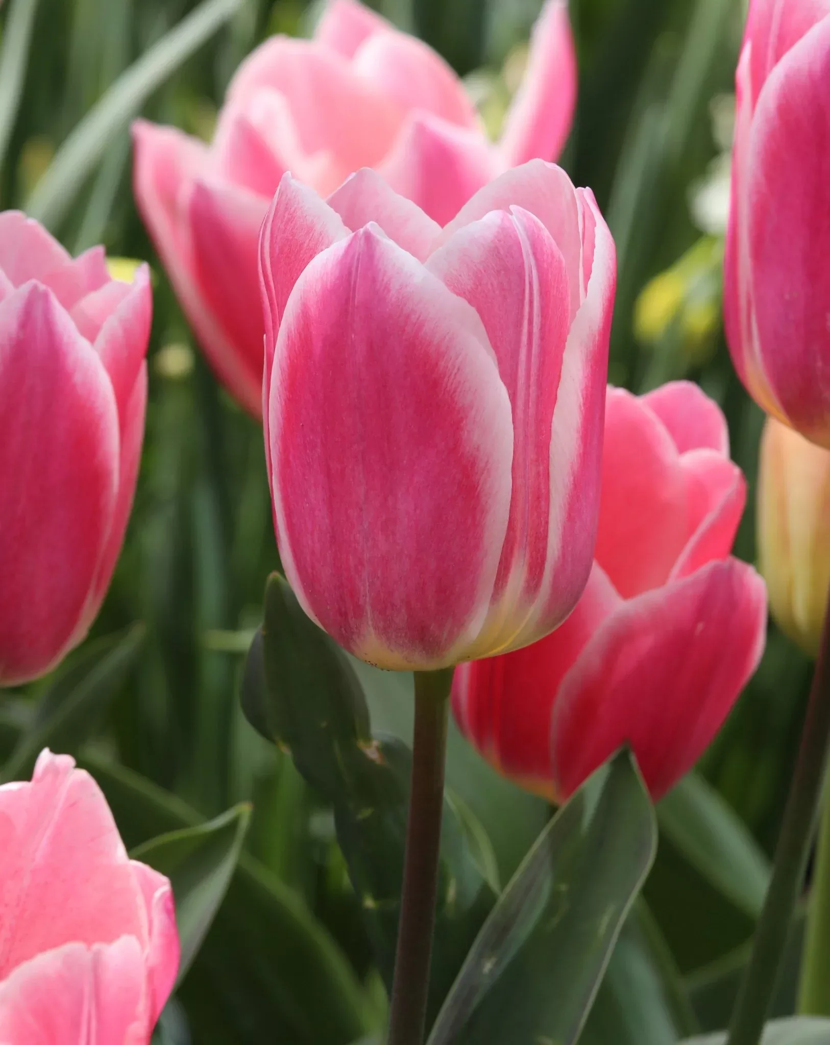 Buy your Mandy's Choice Single Early Tulip bulbs