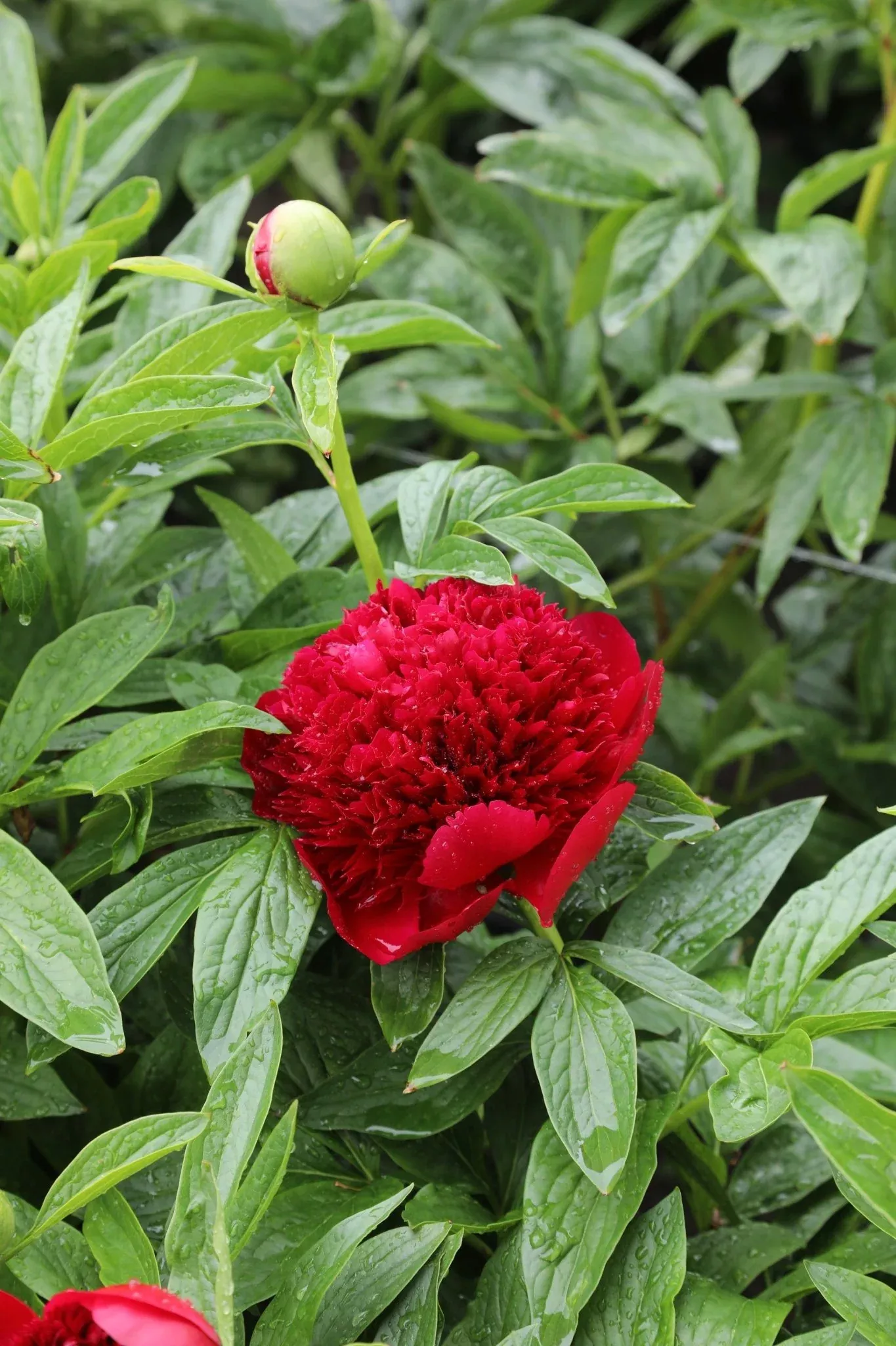 Buy your Peony Red Charm online