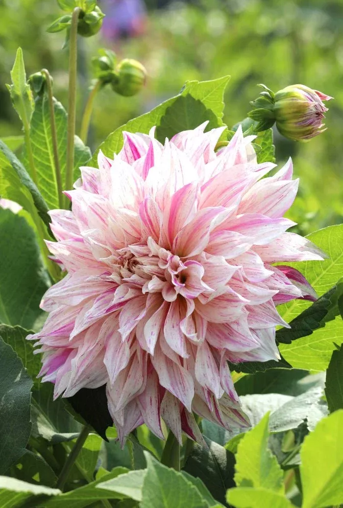 Cafe au Lait Twisted - Dahlia Bulbs