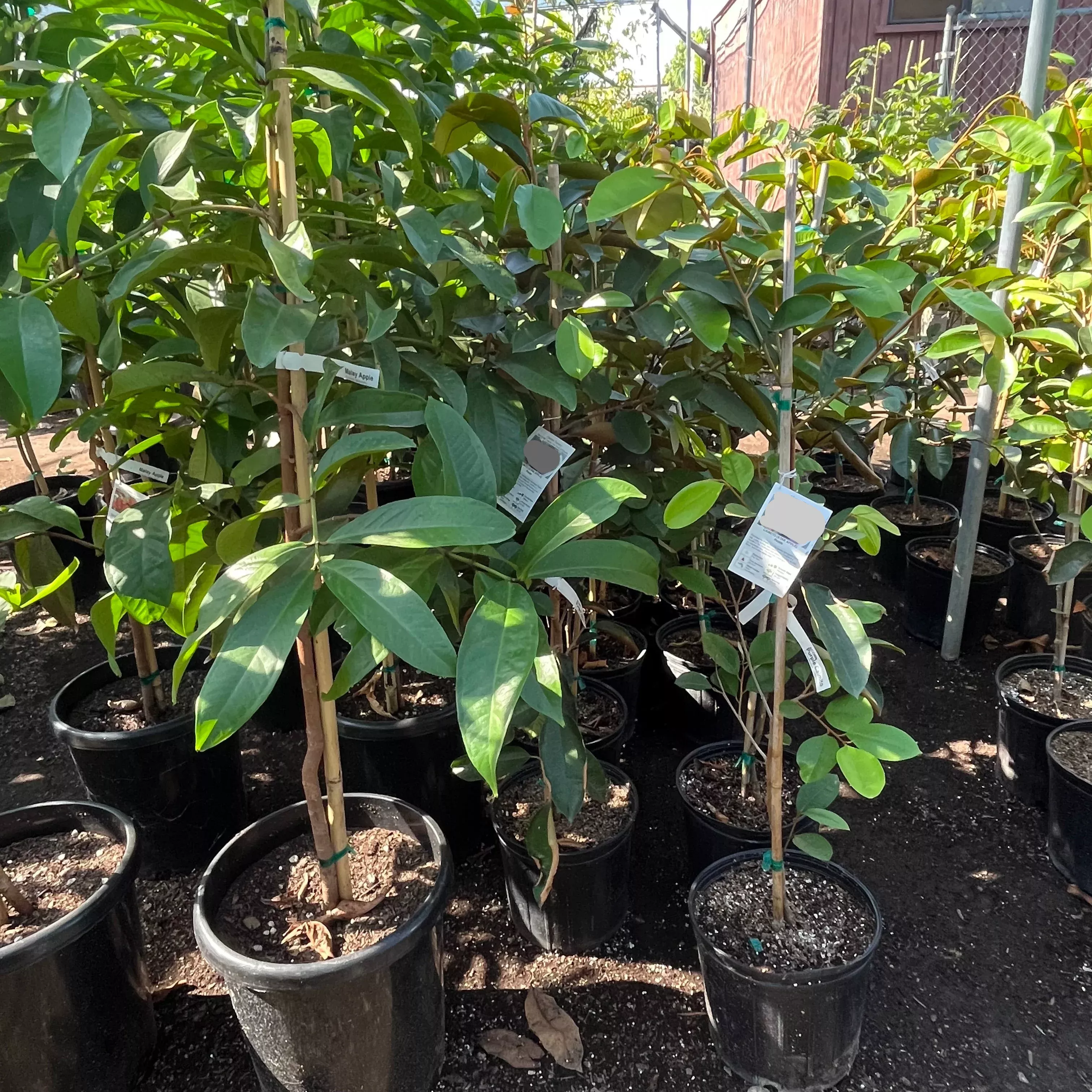 Caimito / Star Apple Tree