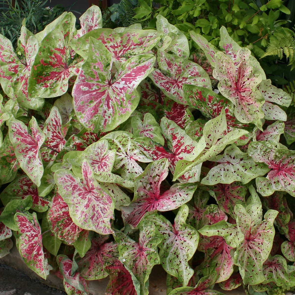 Caladium - Dwarf Miss Muffet