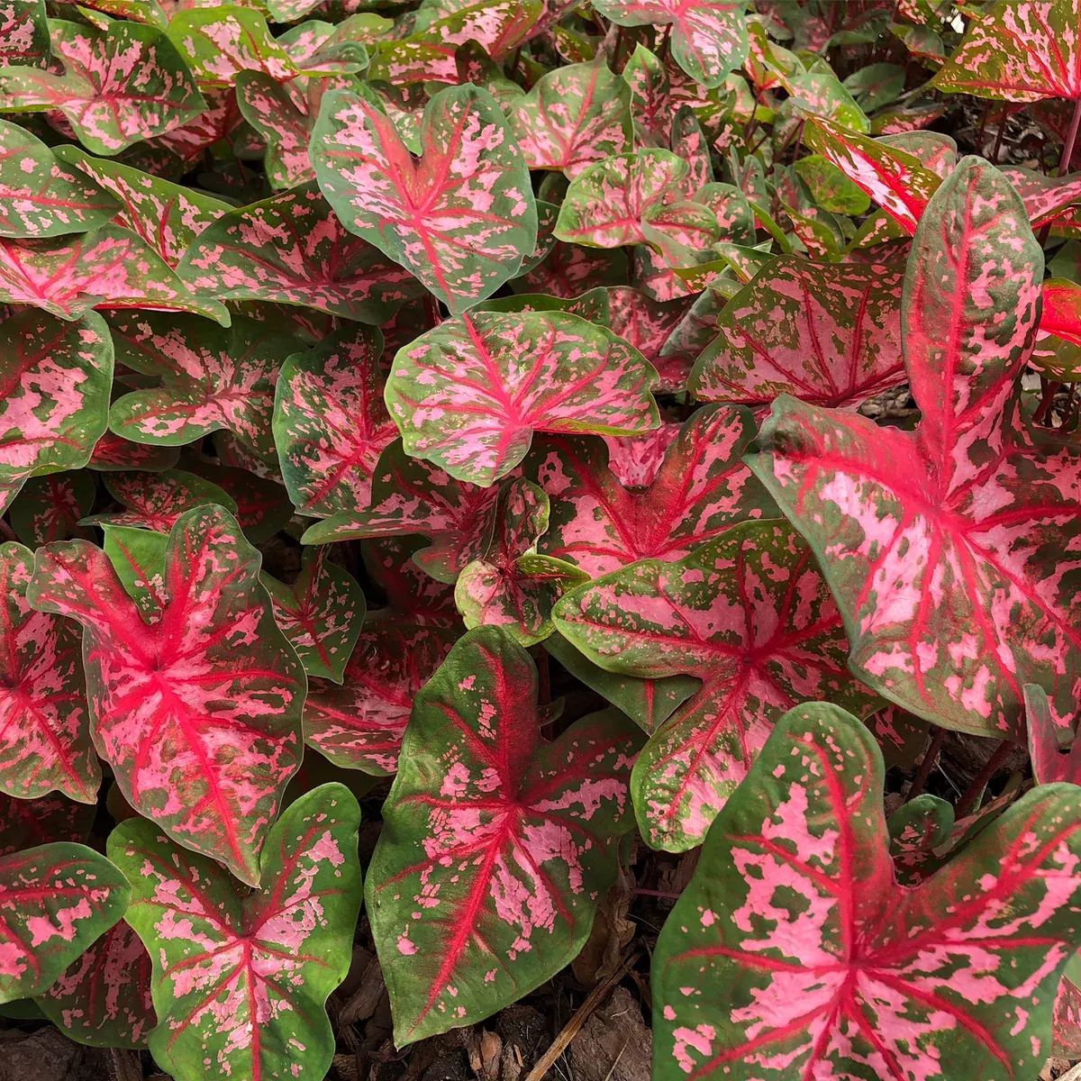 Caladium - Fancy Leaf Carolyn Whorton