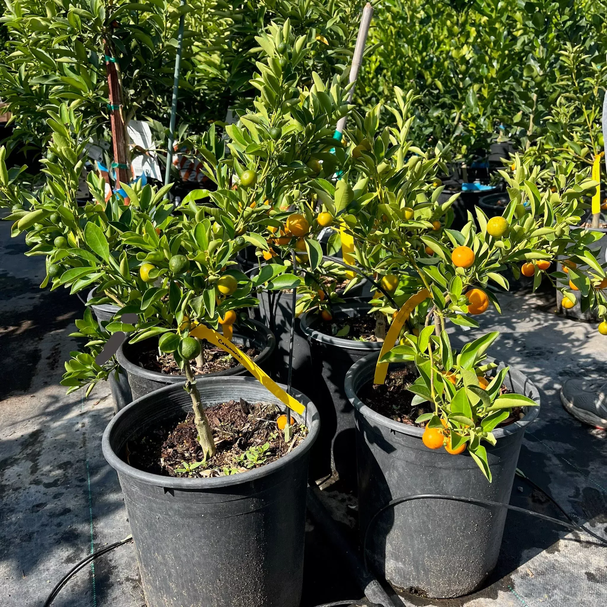 Calamondin Tree