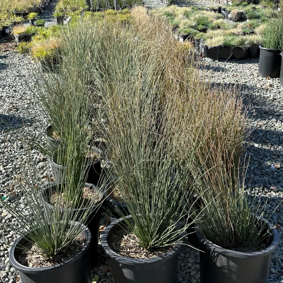 California Gray Rush