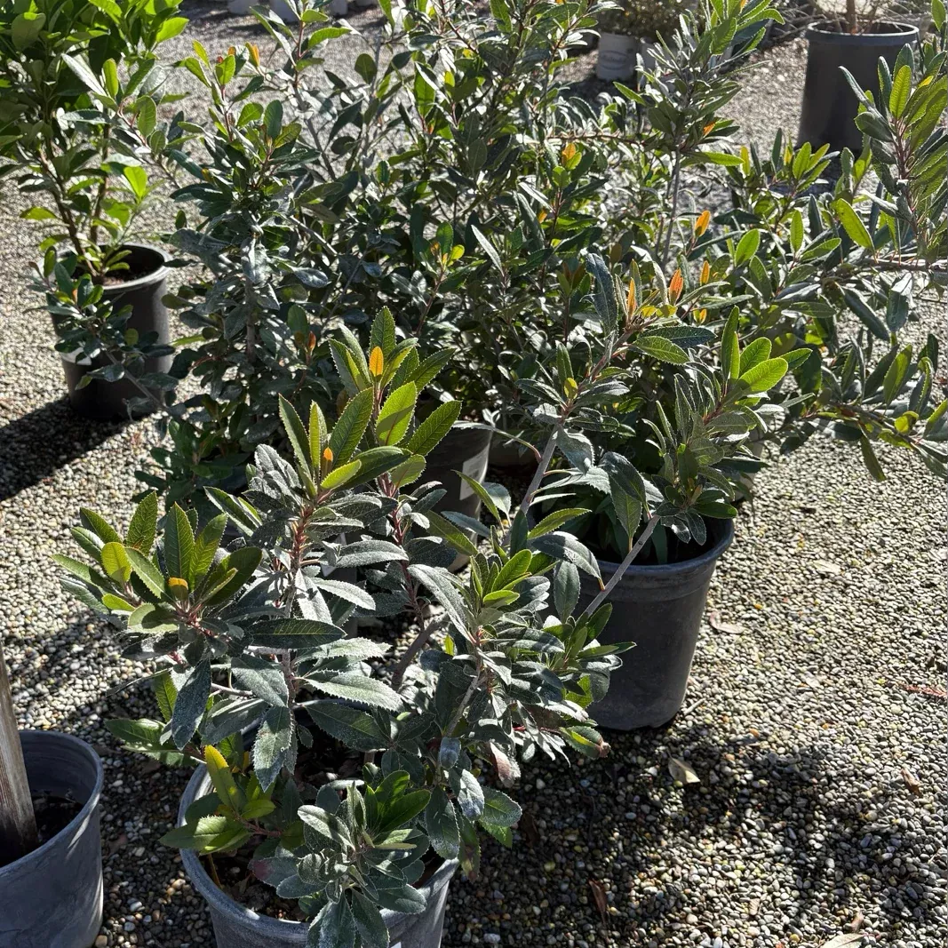 California Holly