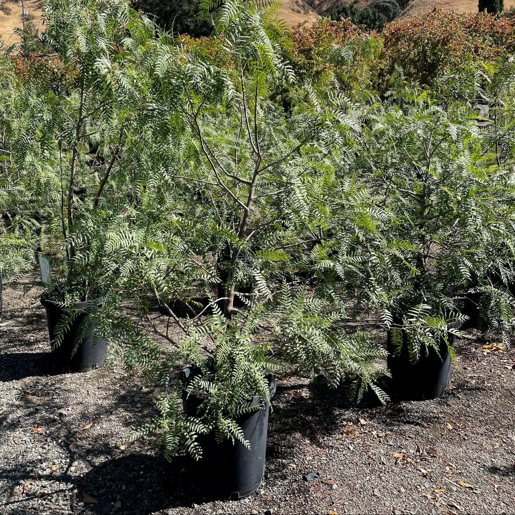 California Pepper Tree