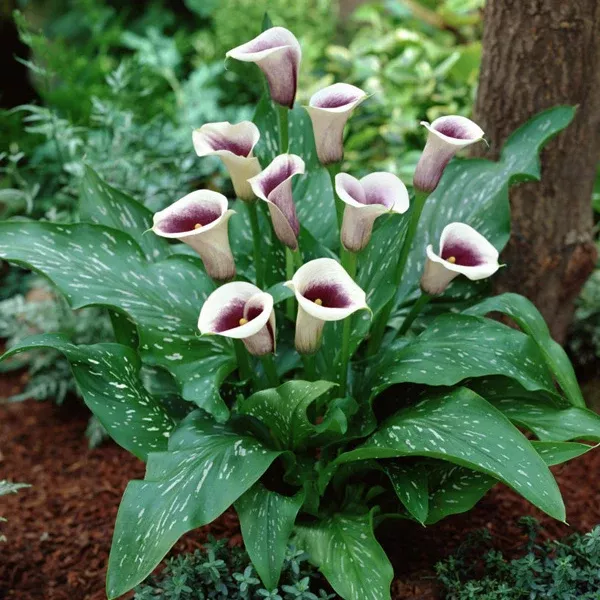 Calla Lily - Picasso