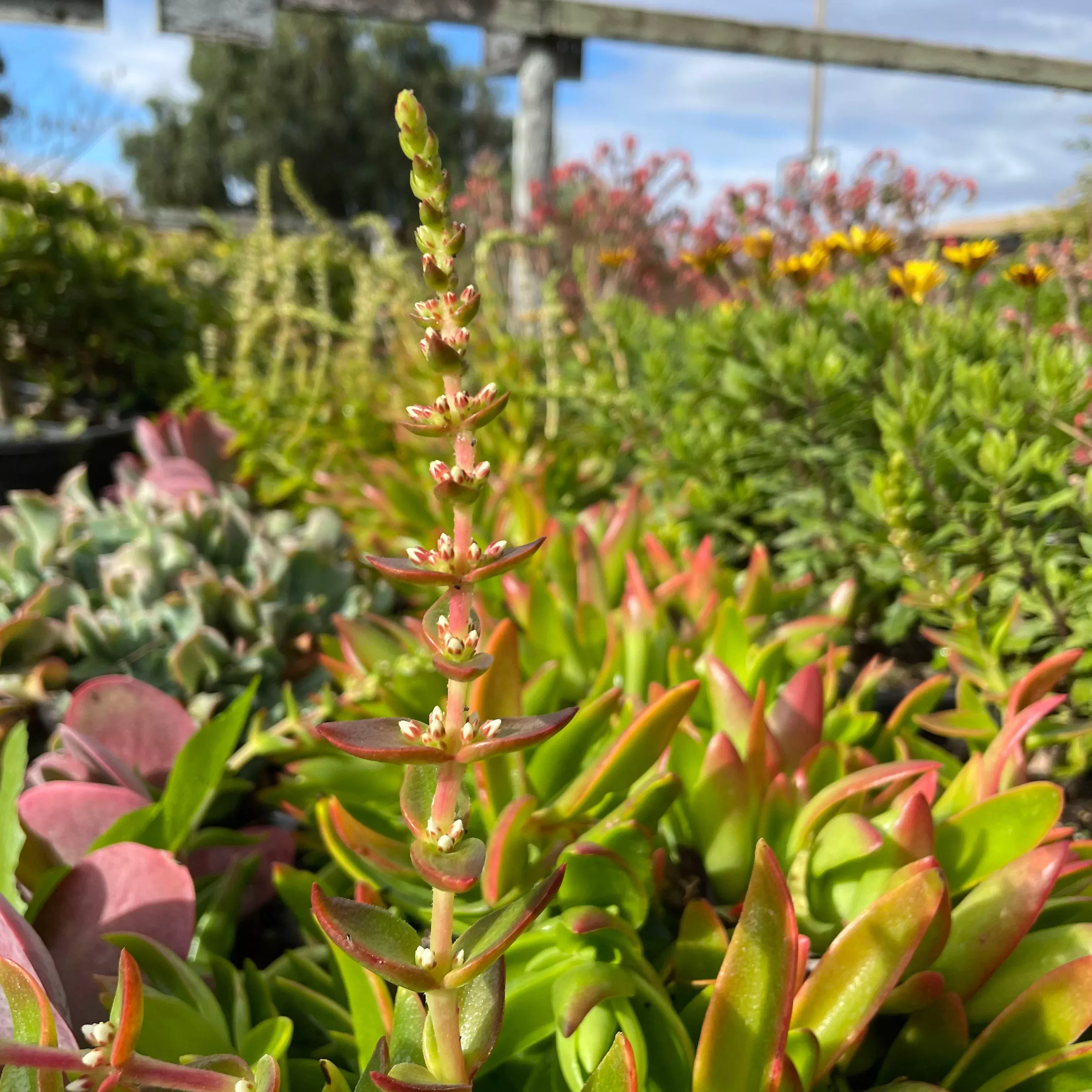 Campfire Crassula