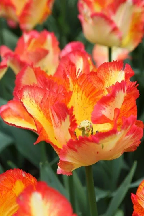 Caribbean Parrot - Tulip Bulbs