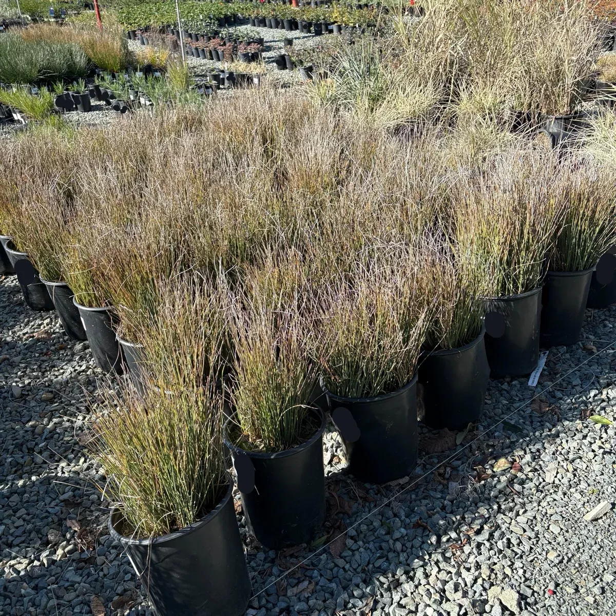 Carman's Gray Spreading Rush