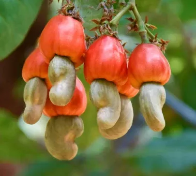 Cashew Nut Tree (Cashewnut)