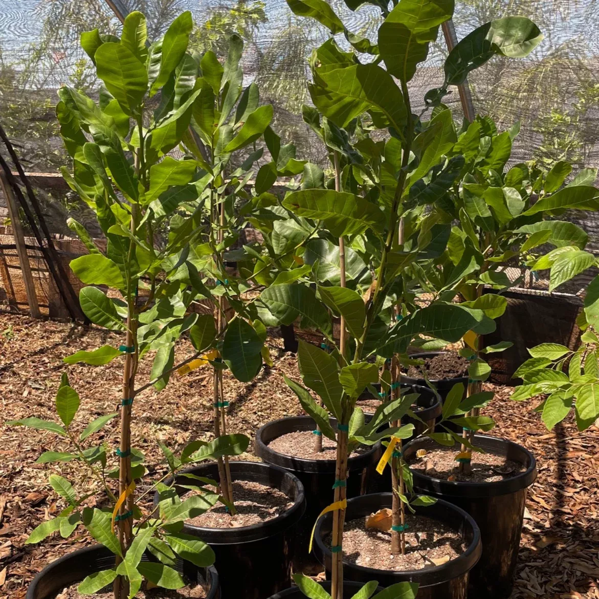 Cashew Tree