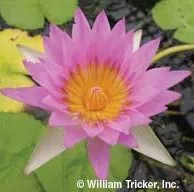 ‘Castaliflora’ Tropical Water Lily
