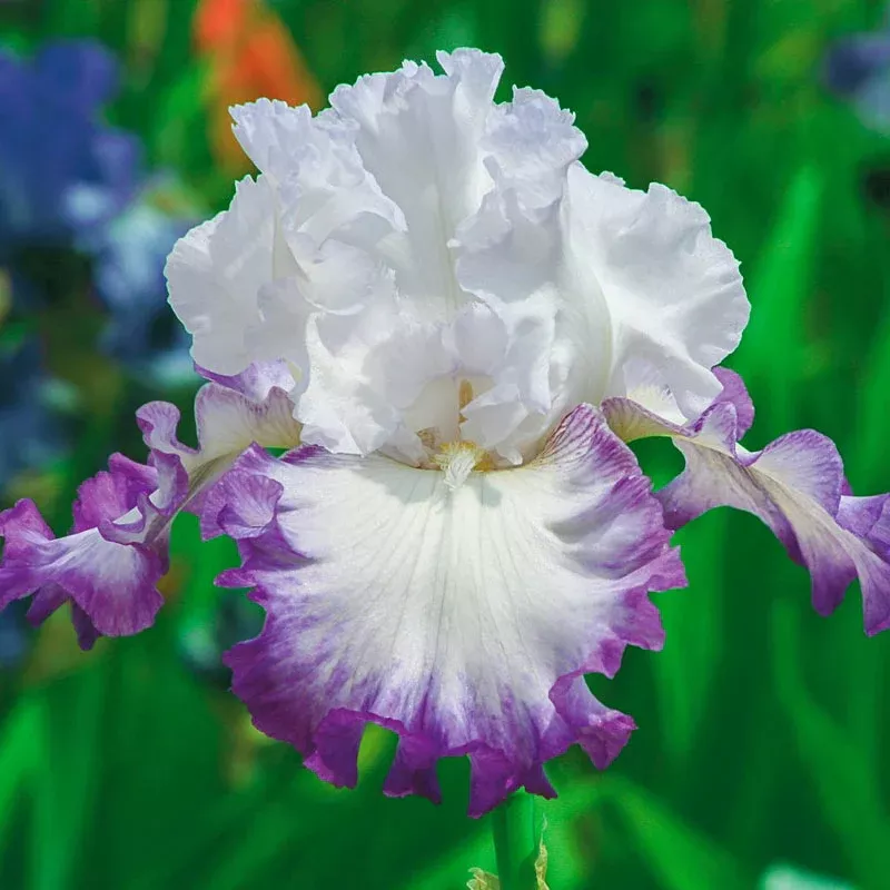 Center Ice Bearded Iris - Breck's Flower Bulbs