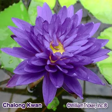 ‘Chalong Kwan’ Tropical Water Lily