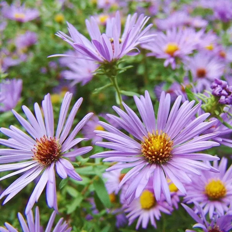 Chic and Stylish: Our New Raydon's Favorite Aromatic Aster Collection.