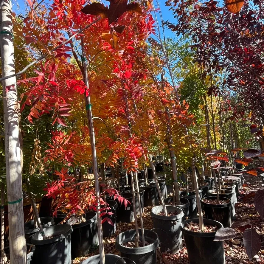 Chinese Pistache Tree