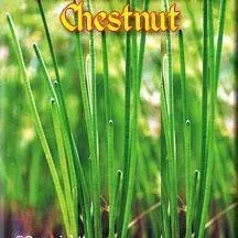 ‘Chinese Water Chestnut’ Plant