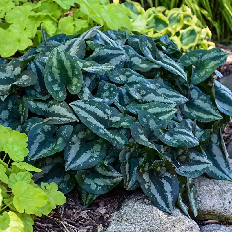 Chinese Wild Ginger - Breck's Flower Bulbs