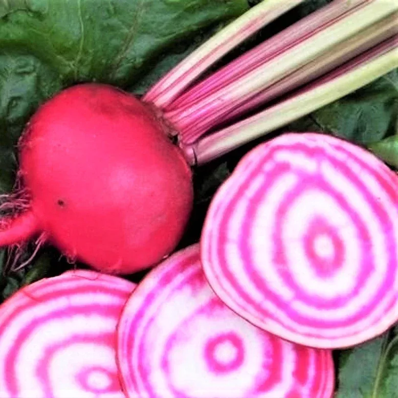 Chioggia Beet Seeds