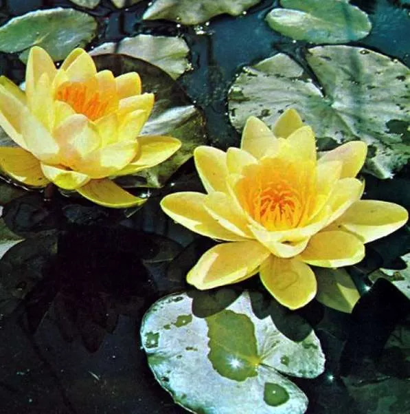 ‘Chromatella’ Hardy Water Lily