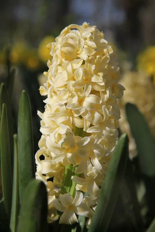 City of Haarlem - Hyacinths Bulbs