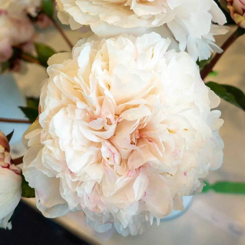 Class Act Peony - Breck's Flower Bulbs