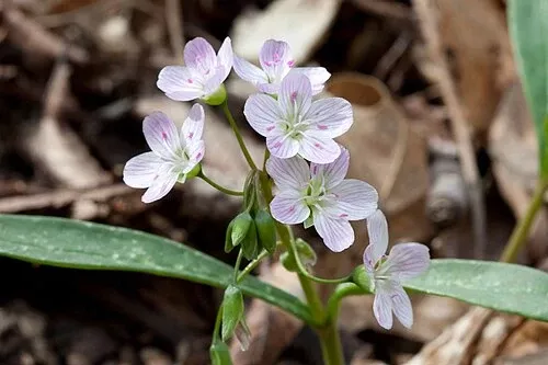 Claytonia virginica Seeds