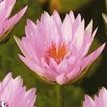 ‘Cleveland’ Tropical Water Lily
